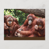 PostCard über Orangutans für Cindy Noodleberry Postkarte (Vorderseite)