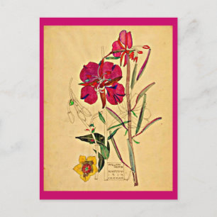 Postcard-Vintag Art-Charles Rennie Mackintosh 26 Postkarte