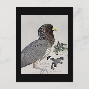 Postcard-Vintag Chicago Art-Abyssinian Birds 14 Postkarte