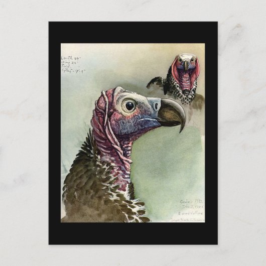 Postcard-Vintag Chicago Art-Abyssinian Birds 15 Postkarte (Vorderseite)