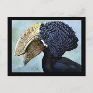 Postcard-Vintag Chicago Art-Abyssinian Birds 16 Postkarte