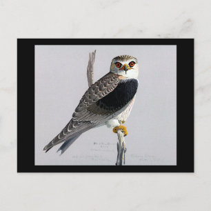 Postcard-Vintag Chicago Art-Abyssinian Birds 17 Postkarte