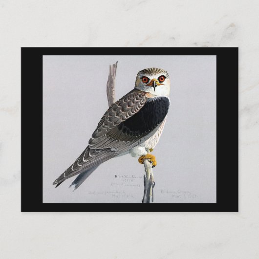 Postcard-Vintag Chicago Art-Abyssinian Birds 17 Postkarte (Vorderseite)