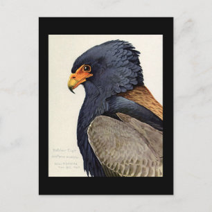 Postcard-Vintag Chicago Art-Abyssinian Birds 18 Postkarte