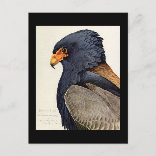 Postcard-Vintag Chicago Art-Abyssinian Birds 18 Postkarte (Vorderseite)