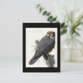 Postcard-Vintag Chicago Art-Abyssinian Birds 2 Postkarte (Stehend Vorderseite)