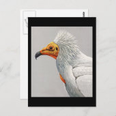 Postcard-Vintag Chicago Art-Abyssinian Birds 3 Postkarte (Vorne/Hinten)