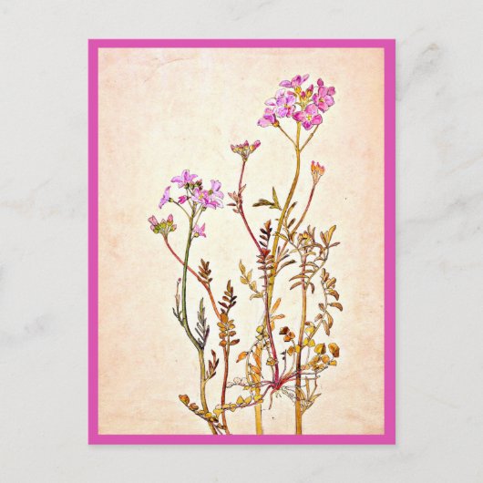 Postcard-Vintag Illustration-Beatrix Potter 1 Postkarte (Vorderseite)