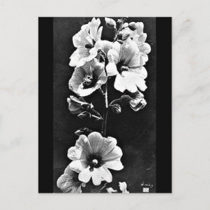 Postcard-Vintage Fotografie-Charles Aubry 23 Postkarte