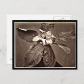 Postcard-Vintage Fotografie-Charles Aubry 24 Postkarte (Vorne/Hinten)