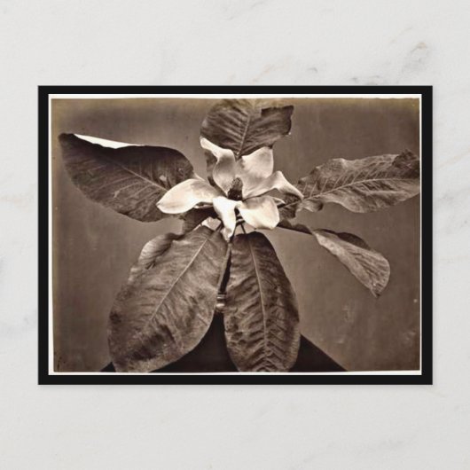 Postcard-Vintage Fotografie-Charles Aubry 24 Postkarte (Vorderseite)