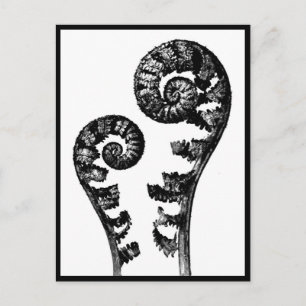 Postcard-Vintage Fotografie-Karl Blossfeldt 12 Postkarte