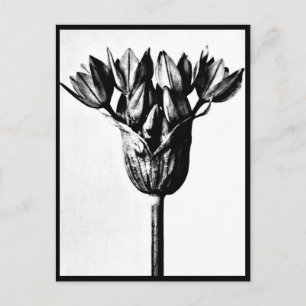 Postcard-Vintage Fotografie-Karl Blossfeldt 13 Postkarte