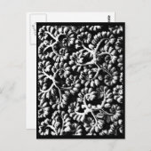 Postcard-Vintage Fotografie-Karl Blossfeldt 22 Postkarte (Vorne/Hinten)