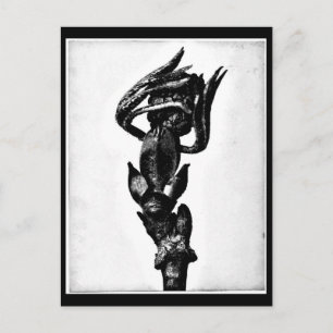 Postcard-Vintage Fotografie-Karl Blossfeldt 24 Postkarte