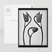 Postcard-Vintage Fotografie-Karl Blossfeldt 25 Postkarte (Vorne/Hinten)
