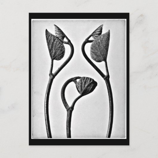 Postcard-Vintage Fotografie-Karl Blossfeldt 25 Postkarte (Vorderseite)