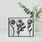 Postcard-Vintage Fotografie-Karl Blossfeldt 28 Postkarte (Stehend Vorderseite)