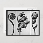 Postcard-Vintage Fotografie-Karl Blossfeldt 28 Postkarte (Vorne/Hinten)