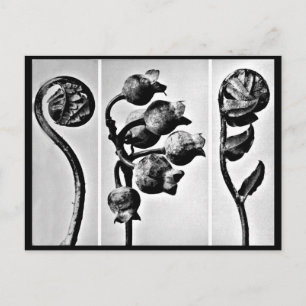 Postcard-Vintage Fotografie-Karl Blossfeldt 28 Postkarte