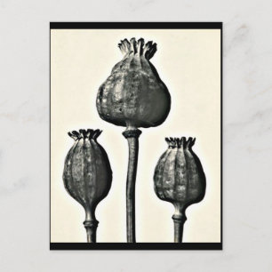 Postcard-Vintage Fotografie-Karl Blossfeldt 2 Postkarte