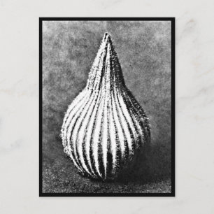 Postcard-Vintage Fotografie-Karl Blossfeldt 45 Postkarte