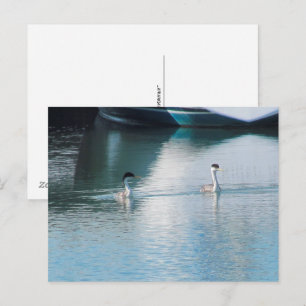 Postcard - Western Grebe in Harbour (hrz) Postkarte