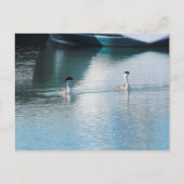 Postcard - Western Grebe in Harbour (hrz) Postkarte (Vorderseite)