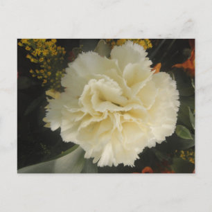Postcard White Carnation Beauty Postkarte