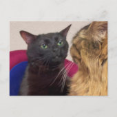 Postcard Zoned Out Cam Meme Postkarte (Vorderseite)