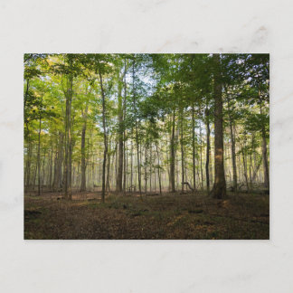 Postcards of Nature Images Postkarte