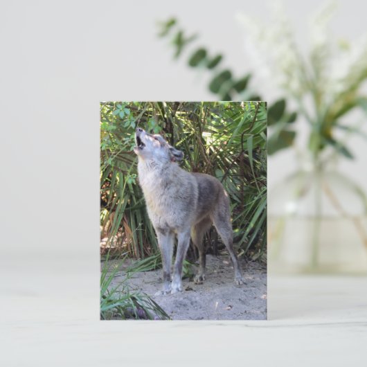 Postcross-Bild von Howling Wolf Postkarte (Stehend Vorderseite)