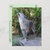 Postcross-Bild von Howling Wolf Postkarte (Vorne/Hinten)