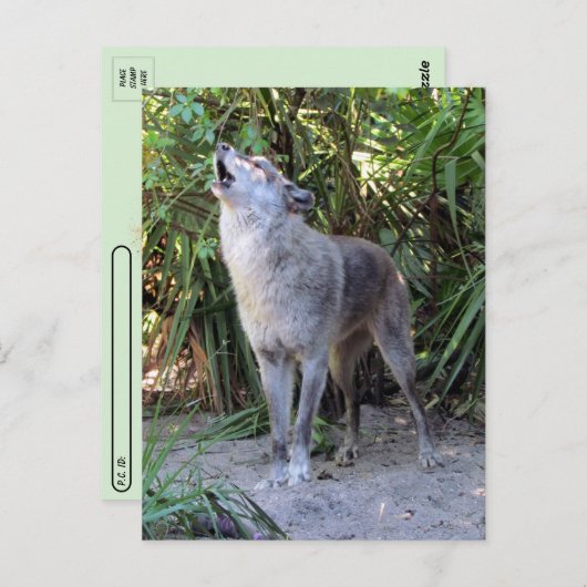 Postcross-Bild von Howling Wolf Postkarte (Vorne/Hinten)