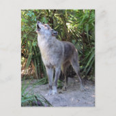 Postcross-Bild von Howling Wolf Postkarte (Vorderseite)