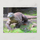 Postcross - Komodo Dragon sieht süß aus Postkarte (Vorderseite)