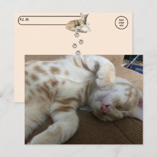 Postcross - Taz The Adorable Ginger Tabby - Katze Postkarte
