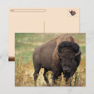 Postcrossing Amerikanischer Bison / Büffel Postkar Feiertagspostkarte