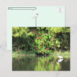 Postcrossing: Ein großer Silberreiher fischt im Su Feiertagspostkarte