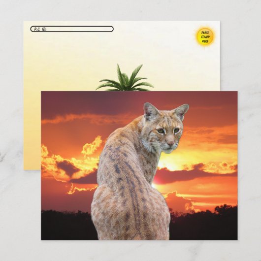 Postcrossing - Florida Bobcat mit atemberaubendem  Postkarte (Vorne/Hinten)