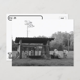 Postcrossing On the Ranch - Cows - Black and White Postkarte