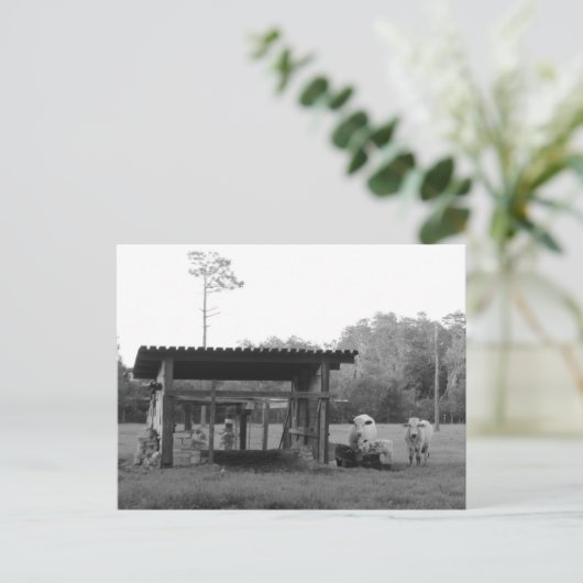 Postcrossing On the Ranch - Cows - Black and White Postkarte (Stehend Vorderseite)