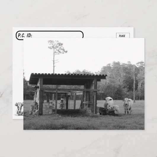 Postcrossing On the Ranch - Cows - Black and White Postkarte (Vorne/Hinten)