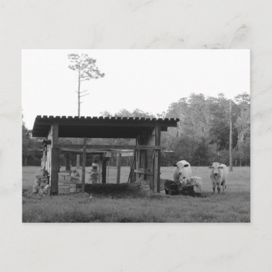 Postcrossing On the Ranch - Cows - Black and White Postkarte (Vorderseite)