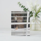 Postcrossing - Where's Mom Cat Postcard Feiertagspostkarte (Stehend Vorderseite)