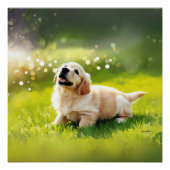 POSTER (Vorderseite)