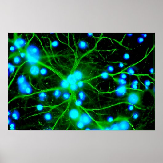 Poster (Vorne)