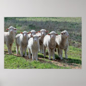 Poster (Vorne)