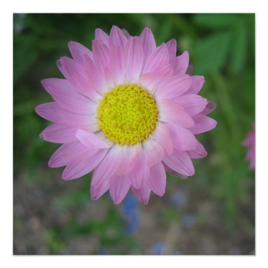 Poster (Vorderseite)