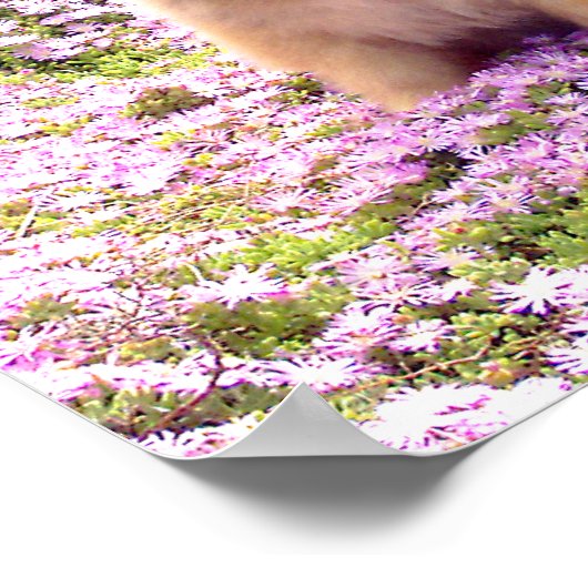 Poster 12x12 Spitz Marley mit rosa Blume (Ecke)